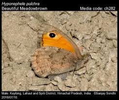 Attēlu rezultāti vaicājumam “Hyponephele lycaon male”