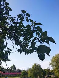 Attēlu rezultāti vaicājumam “Populus x petrowskyana flower”