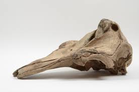 Image result for Globicephala melas