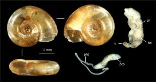 Attēlu rezultāti vaicājumam “Planorbis planorbis”