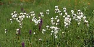 Attēlu rezultāti vaicājumam “Eriophorum latifolium flower”