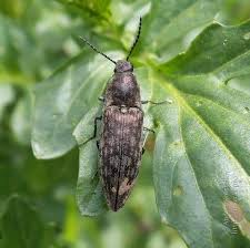 Attēlu rezultāti vaicājumam “Actenicerus sjaelandicus”