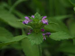 Image result for Galeopsis segetum