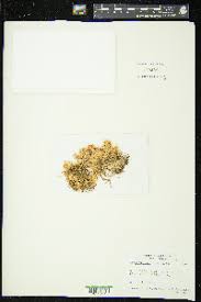 Attēlu rezultāti vaicājumam “Sphagnum balticum”