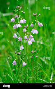 Attēlu rezultāti vaicājumam “Cardamine pratensis flower”