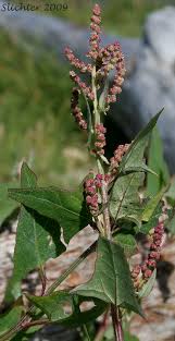 Attēlu rezultāti vaicājumam “Chenopodium polyspermum var. acutifolium flower”