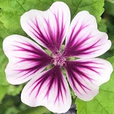 Image result for Malva sylvestris 'Zebrina'