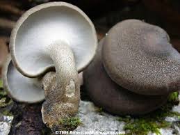 Attēlu rezultāti vaicājumam “Polyporus brumalis”