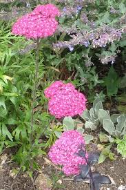 Attēlu rezultāti vaicājumam “Achillea salicifolia flower”