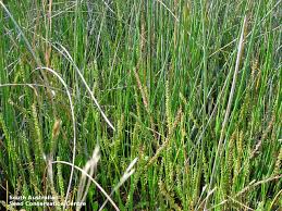 Attēlu rezultāti vaicājumam “Juncaginaceae”