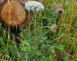 Attēlu rezultāti vaicājumam “Daucus carota subsp. carota”