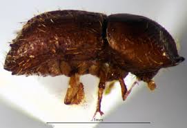 Attēlu rezultāti vaicājumam “Cribraria cancellata var. fusca macro”