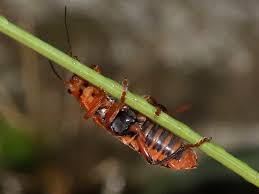 Attēlu rezultāti vaicājumam “Cantharis livida”