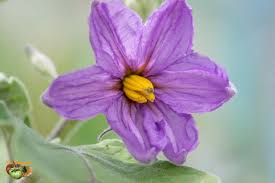 Afbeeldingsresultaat voor fengyuan purple eggplant