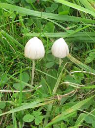 Attēlu rezultāti vaicājumam “Lycogala conicum sessile”