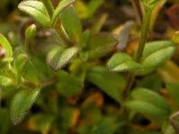 Attēlu rezultāti vaicājumam “Craterium aureum stalked”