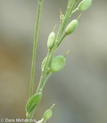 Attēlu rezultāti vaicājumam “Berteroa incana leaf”