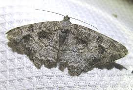 Attēlu rezultāti vaicājumam “Alcis repandata”