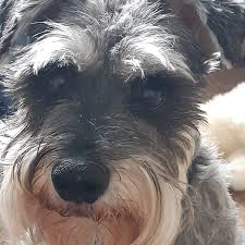 Image result for Wellingborough Swanspool Bowls Club