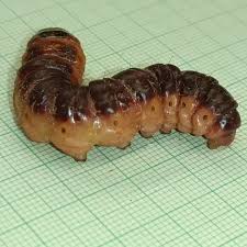 Attēlu rezultāti vaicājumam “Cossus cossus larva”