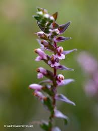 Attēlu rezultāti vaicājumam “Odontites vulgaris flower”