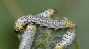 Attēlu rezultāti vaicājumam “Nematus ribesii”