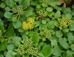 Image result for Aichryson