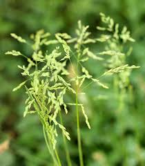 Attēlu rezultāti vaicājumam “Poa trivialis flower”
