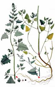 Attēlu rezultāti vaicājumam “Atriplex calotheca”