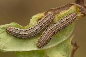 Attēlu rezultāti vaicājumam “Cryptocala chardinyi”