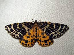 Attēlu rezultāti vaicājumam “Arichanna melanaria”