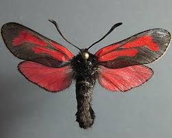 Attēlu rezultāti vaicājumam “Zygaena minos”