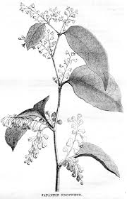 Attēlu rezultāti vaicājumam “Reynoutria japonica”