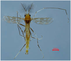 Attēlu rezultāti vaicājumam “Chironomidae imago”