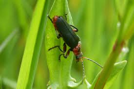 Attēlu rezultāti vaicājumam “Cantharis rustica imago”