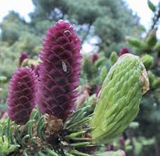 Attēlu rezultāti vaicājumam “Picea abies male flower”