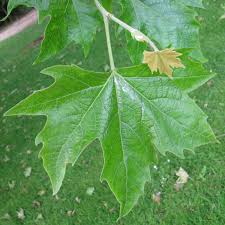 Attēlu rezultāti vaicājumam “Platanus x hispanica (syn. Platanus x acerifolia)”
