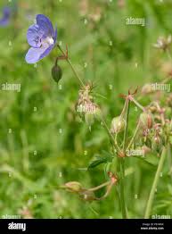 Attēlu rezultāti vaicājumam “Geranium pratense bud”