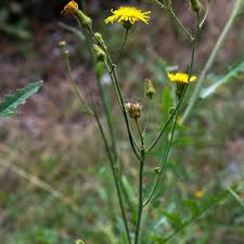 Attēlu rezultāti vaicājumam “Sonchus arvensis subsp. uliginosus fruit”