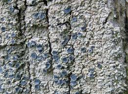 Attēlu rezultāti vaicājumam “Hypocenomyce scalaris”