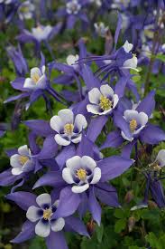 Image result for Aquilegia caerulea