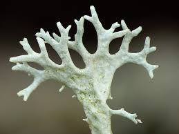 Attēlu rezultāti vaicājumam “Evernia prunastri”