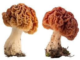 Attēlu rezultāti vaicājumam “Gyromitra esculenta”