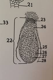 Attēlu rezultāti vaicājumam “Chiloscyphus polyanthos sporophyte”