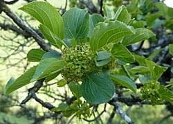 Attēlu rezultāti vaicājumam “Rhamnus cathartica fruit”