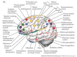 diagram of a brain