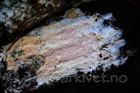 Attēlu rezultāti vaicājumam “Ceriporia excelsa”