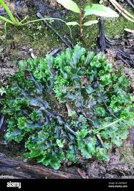 Attēlu rezultāti vaicājumam “Pellia endiviifolia sporophyte”