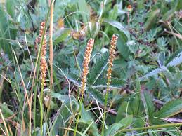 Attēlu rezultāti vaicājumam “Bistorta major fruit”