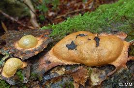 Attēlu rezultāti vaicājumam “Fuligo luteonitens”